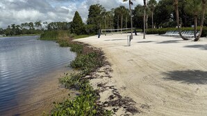 Una playa con un sendero arenoso, palmeras y una red de voleibol.