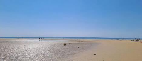 Lettini da mare