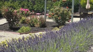 Een tuin met diverse planten en een pergola.