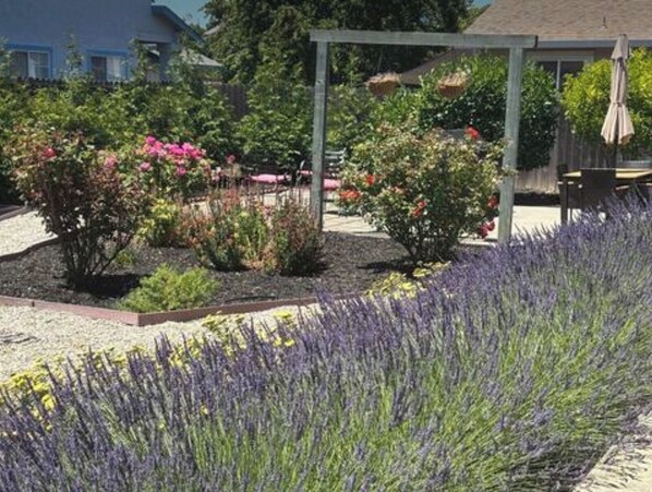 A garden with various plants and a pergola structure.