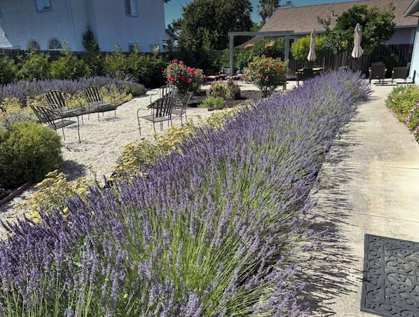 A garden with lavender plants, outdoor seating, and a building in the background.