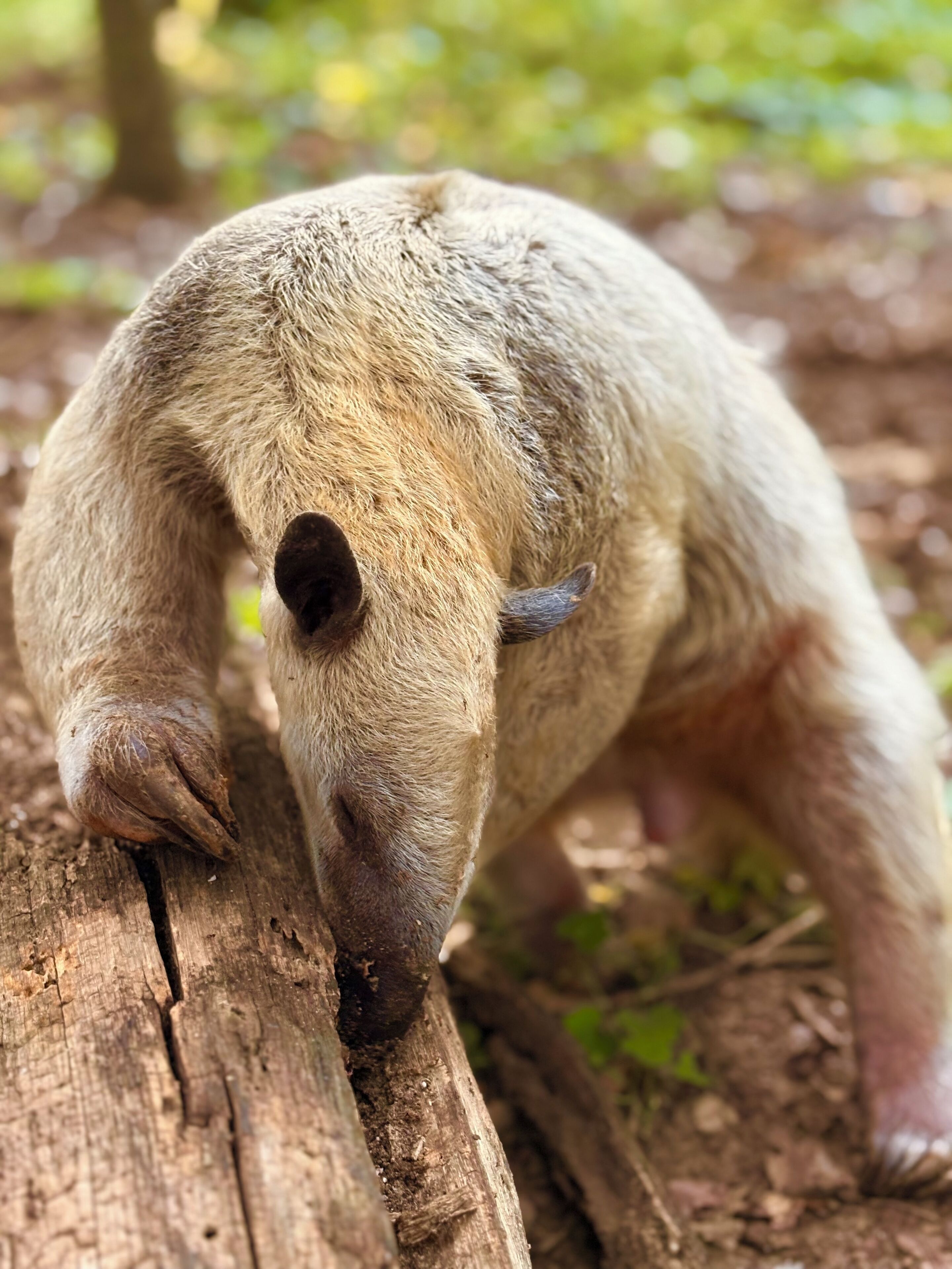 Primer plano de la pata de un oso apoyada en un tronco de árbol.