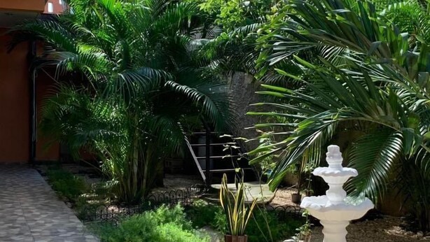 Un patio con un camino de baldosas, palmeras, un abrevadero blanco para pájaros y un muro de piedra.