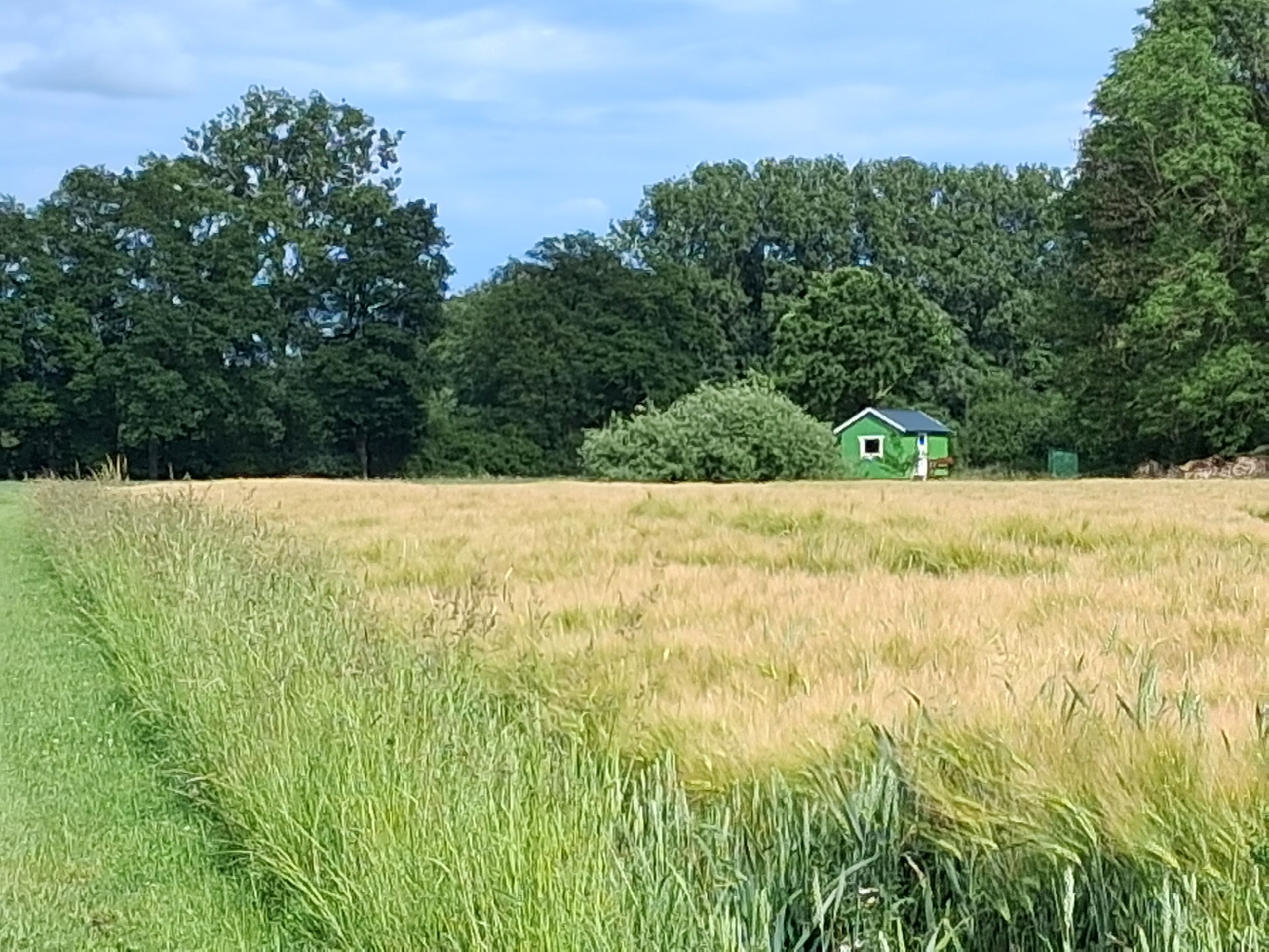 A green house in a field with tall grass and trees in the background.