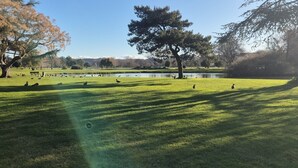 Ein Park mit Teich, Bäumen und Enten.