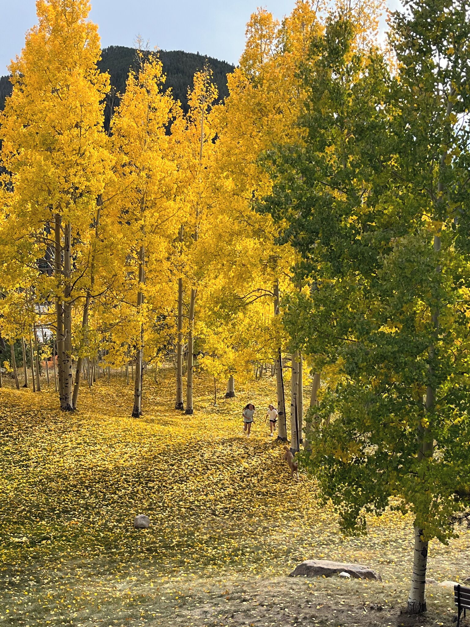 Un parc avec des arbres aux feuilles d’automne, un banc et un ciel dégagé.