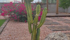 A cactus garden with a wooden pergola and pink flowers in the background.