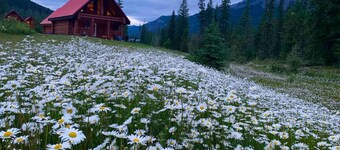 Beautiful 2BR Wooden Cabin