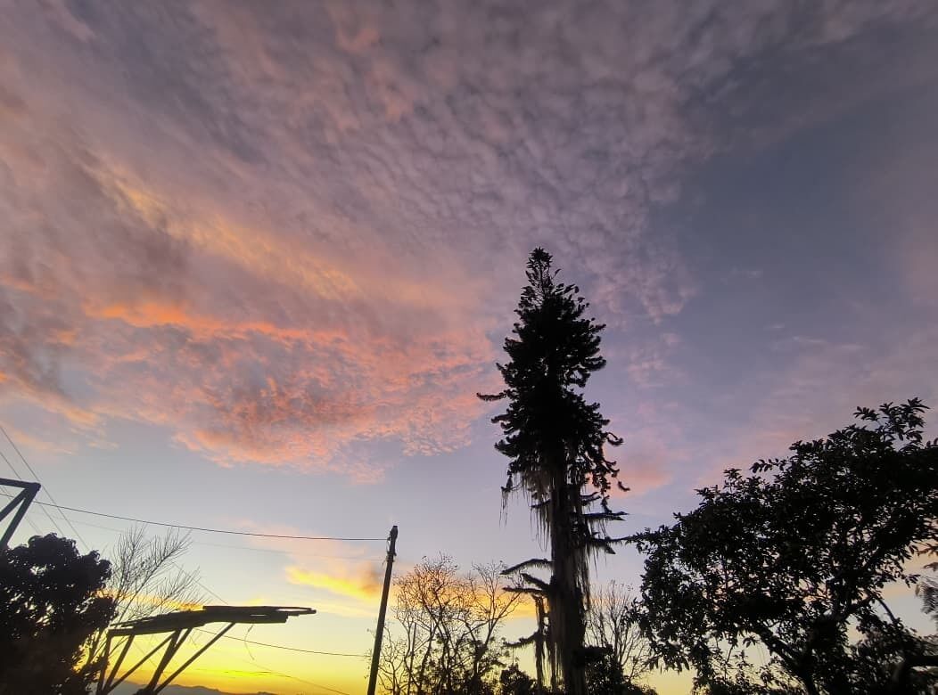 A tall tree silhouette against a sunset sky.