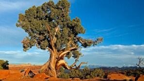 منوع