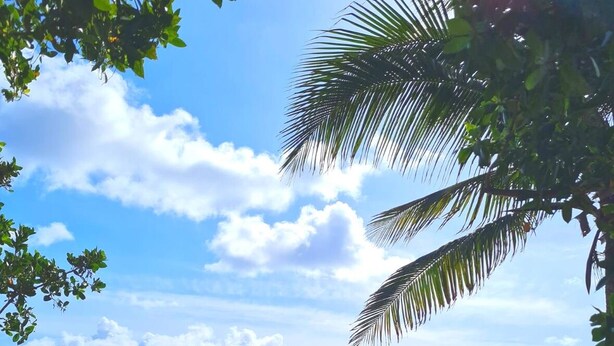 A sandy beach path leading to a lifeguard tower, surrounded by grass and palm trees under a clear sky. - Relax & Unwind – Walk to the Beach from This 2BR -2BA with Pool and fishing dock (Pompano Beach)