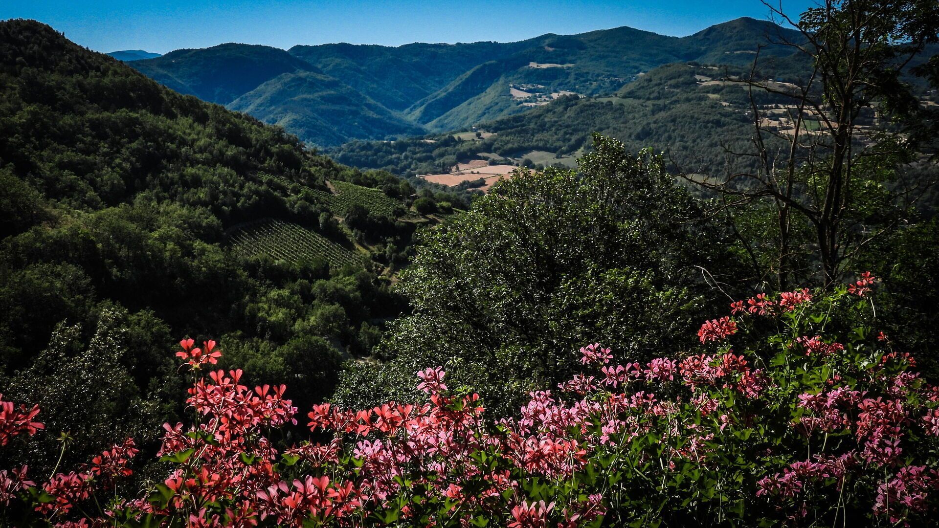 A valley with vineyards and a mountain range in the background.