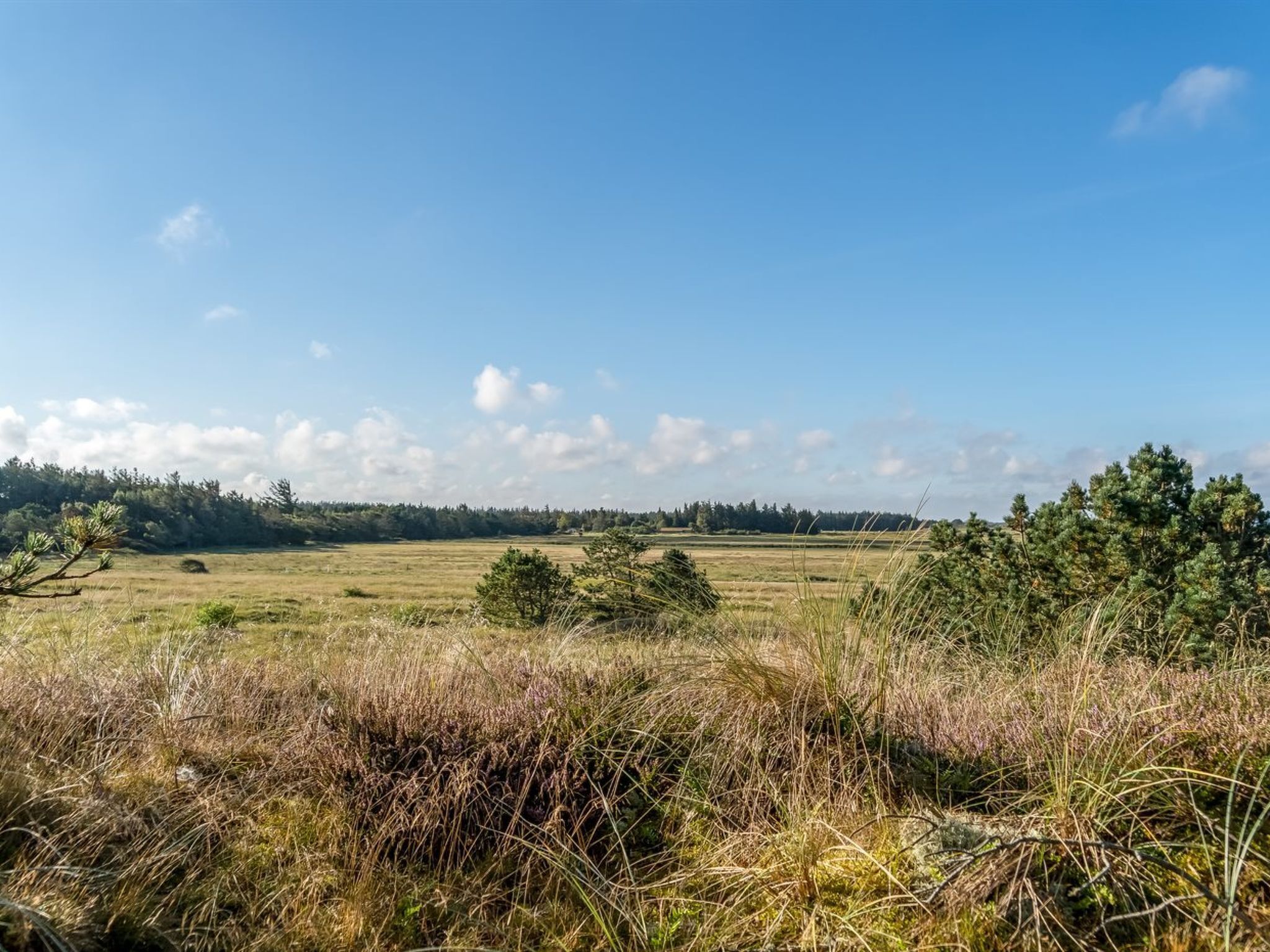 Un vaste champ ouvert, avec une rangée d’arbres à l’horizon, sous un ciel dégagé.