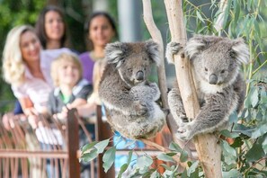 Two koalas on a tree branch with a group of people in the background. - A 2BR Apt in Parkville Near the Melbourne Zoo (Melbourne)