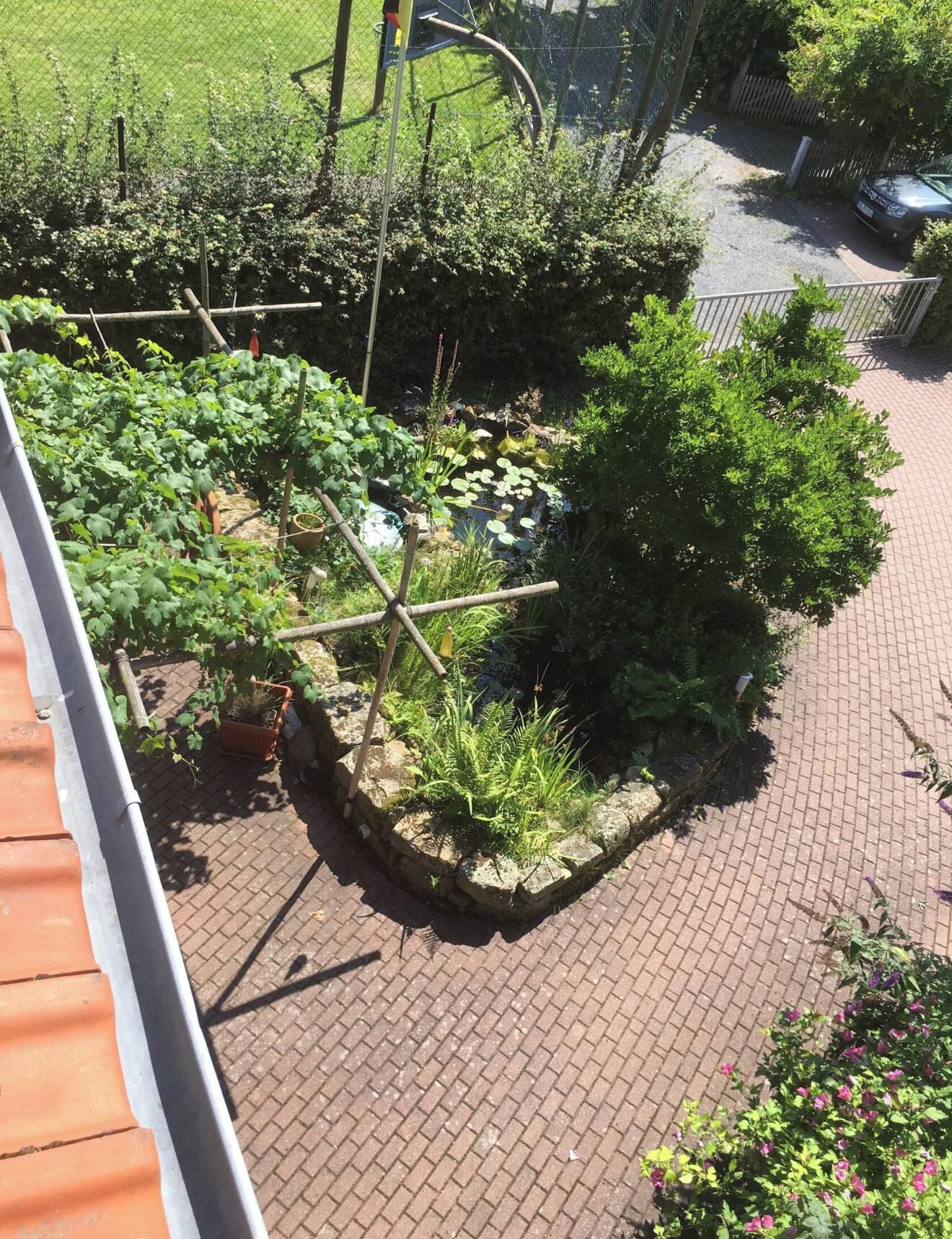 Un jardín con diversas plantas y un pequeño estanque.