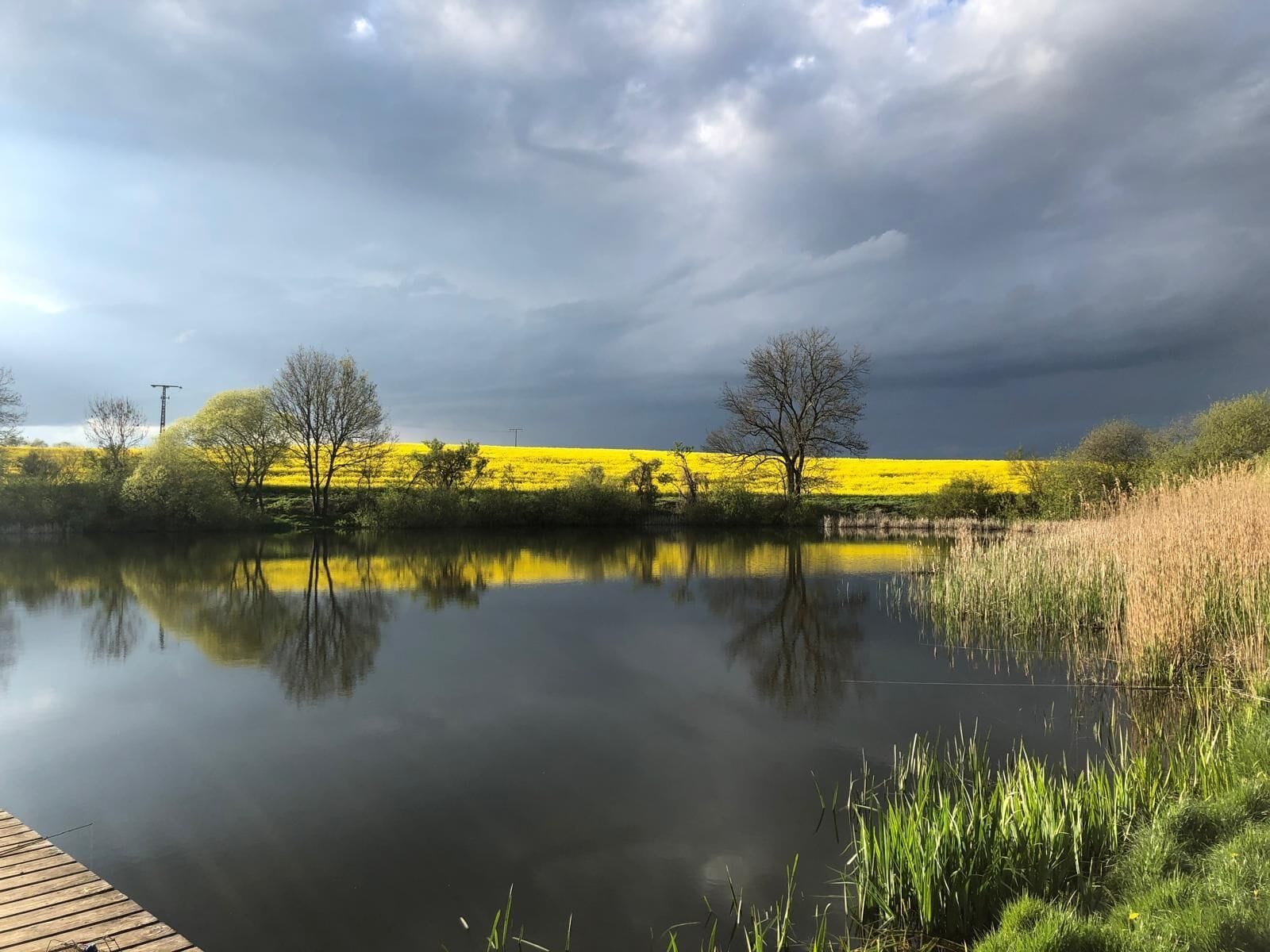 A calm lake with a wooden dock, surrounded by trees and a field of yellow flowers under a cloudy sky.