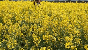A field of yellow flowers under a partly cloudy sky. - Rostock-Laage Super nice apartment right on the lake! (Laage)