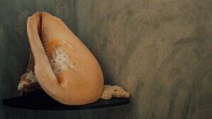 A seashell on a black stand against a textured wall.