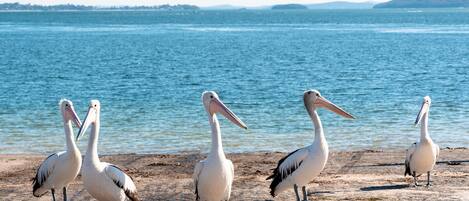 بالقرب من الشاطئ