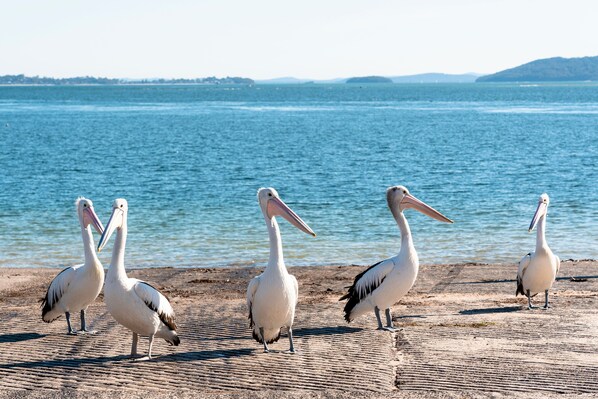 بالقرب من الشاطئ
