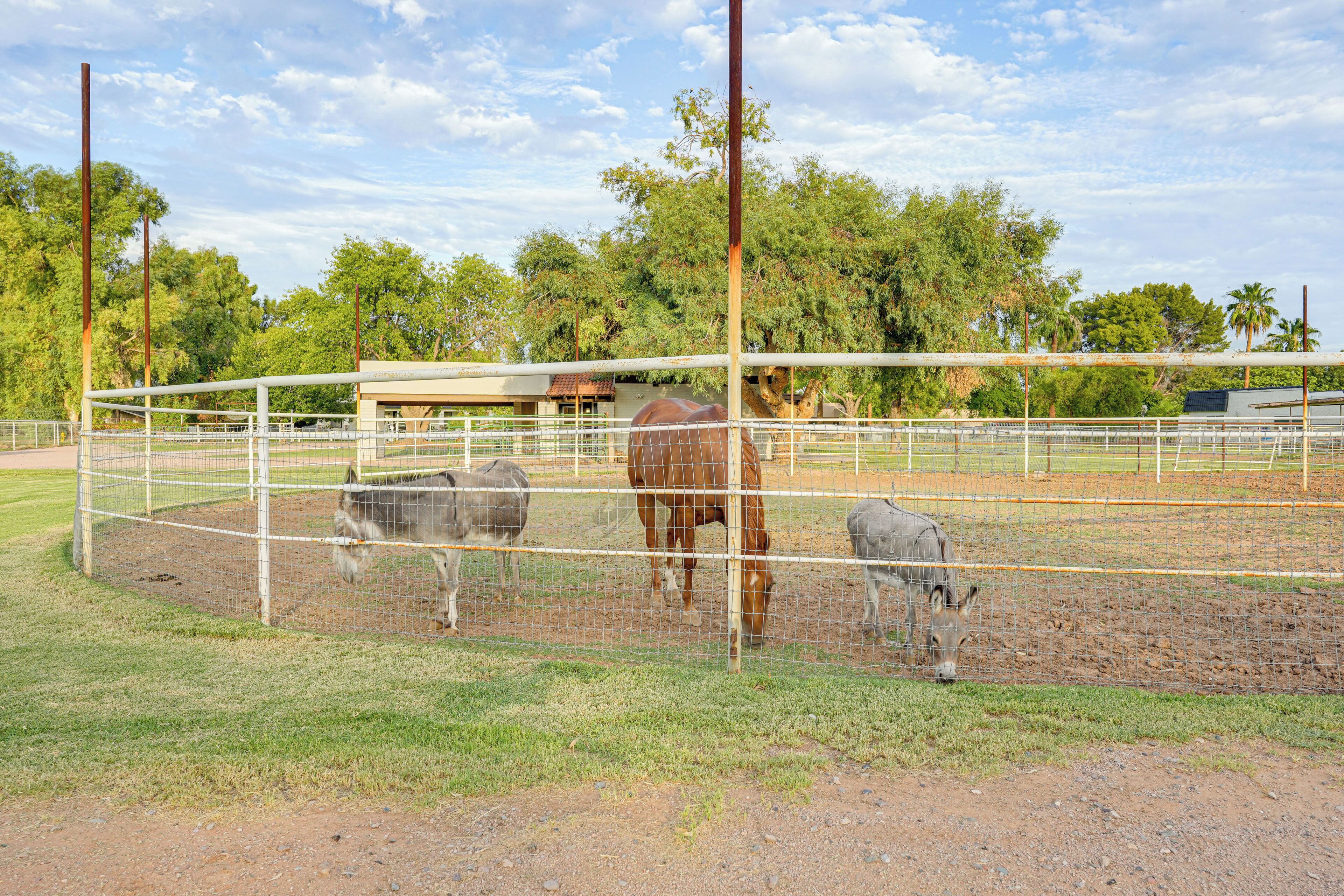 A fenced enclosure with a horse and two donkeys grazing.