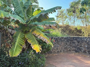 Property grounds - Ocean-Facing Maui B&B Room | Breakfast, BBQ & AC | Beach Access | Free Parking (Lahaina)
