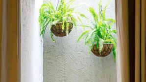 En smal gang med en struktureret væg, to hængende plantekasser med grønne planter, og en farverig bænk for enden.