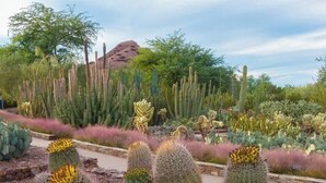 Un jardin désertique avec différentes espèces de cactus et de plantes succulentes.