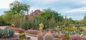 A desert garden with various cacti and succulents, a paved walkway, and a mountain in the background. - Scottsdale Skyline Views, Waterfall Patio & Games (Paradise Valley)