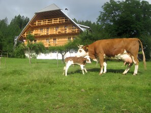 Property grounds - Holiday Apartment 'Rusticana' with Mountain View, Shared Terrace and Wi-Fi (Schonach)