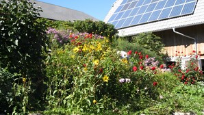 A garden with various flowers and a building with solar panels.