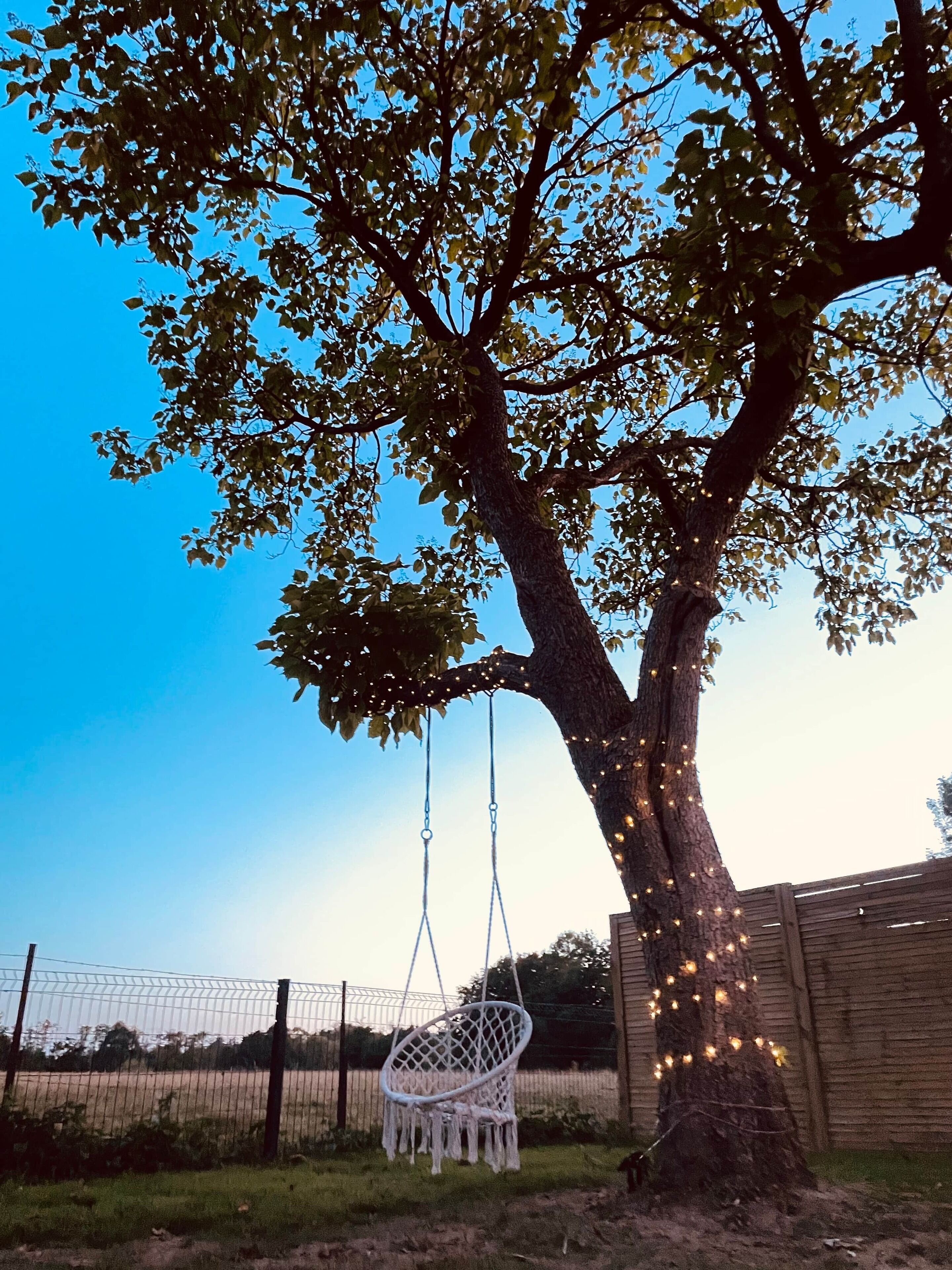 A tree with a swing hanging from its branches, surrounded by a fence and a wooden structure.