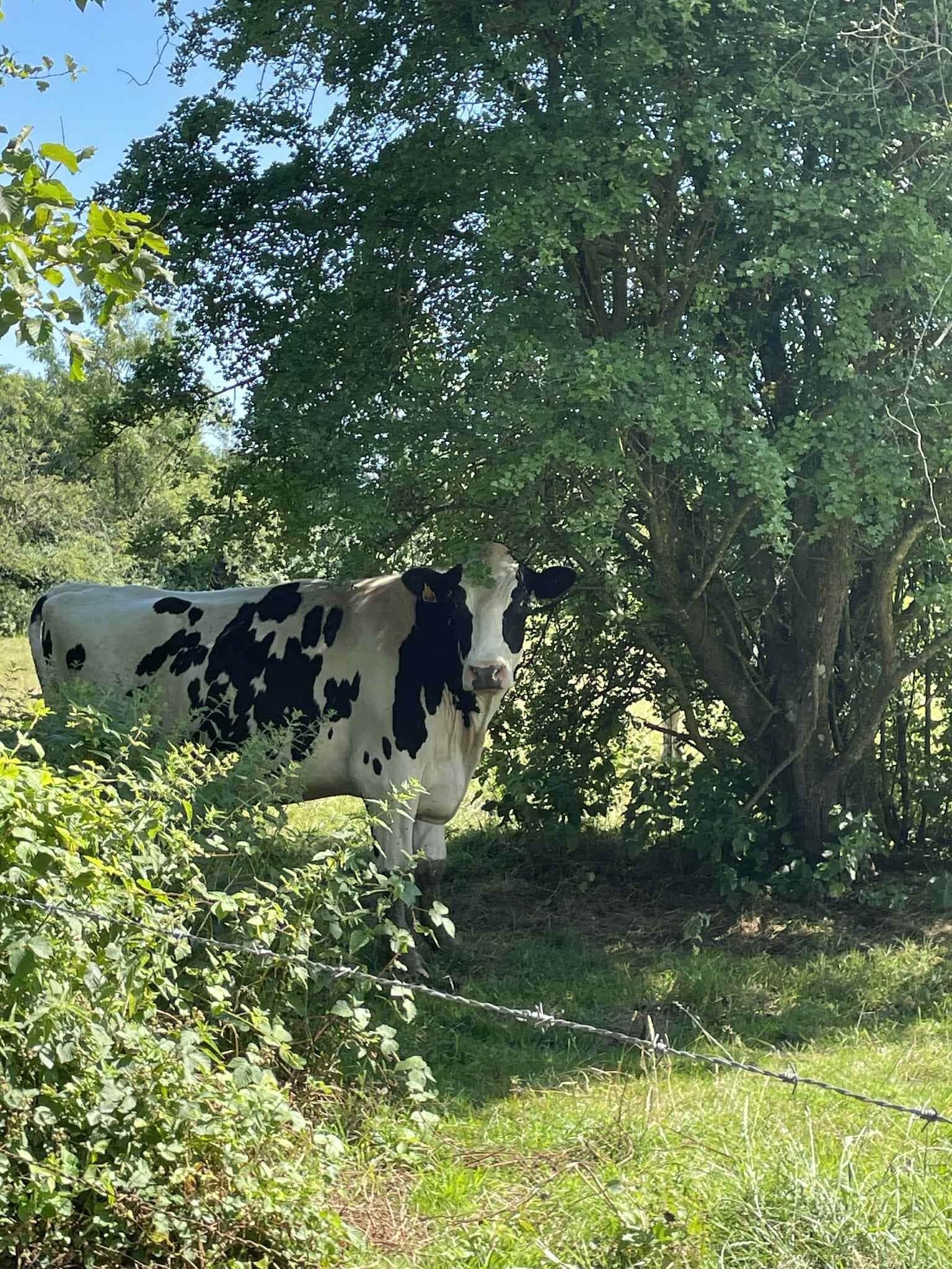 Una vaca de pie en un prado con árboles al fondo.