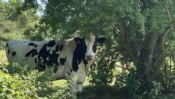Una vaca de pie en un prado con árboles al fondo.