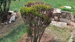 Una casa de dos pisos con techo de tejas, fachada de piedra y césped bien cuidado con un arbusto pequeño y rocas.