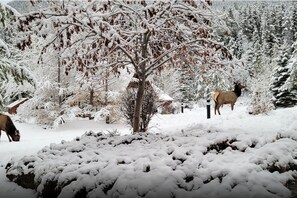 Miscellaneous - Exclusive Winter Getaway in Three Sisters Village (Canmore)