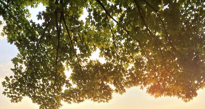 Waterfront beautiful cottage (4 bedrooms)on Shadow lake