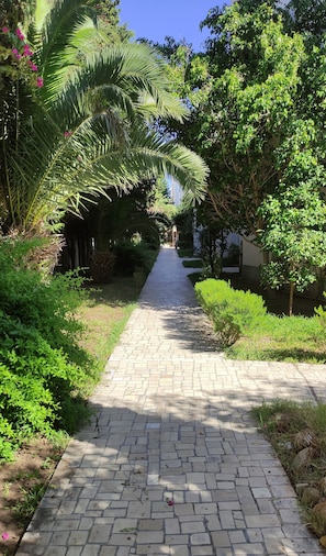 A paved pathway flanked by lush greenery and palm trees, leading towards a building.