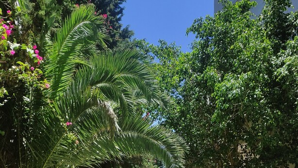 A paved pathway flanked by lush greenery and trees, leading towards a building. - Yasmine Hammamet | Appartement calm and elegant (Yasmine Hammamet)