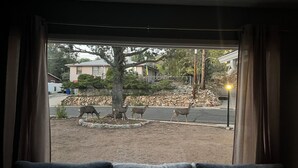 Vista desde una ventana con cortinas, que da a una calle con un árbol y un montón de rocas.