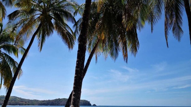 A beach with palm trees and a clear view of the ocean.
