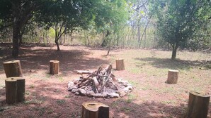 A forest clearing with a central fire pit surrounded by wooden stumps.