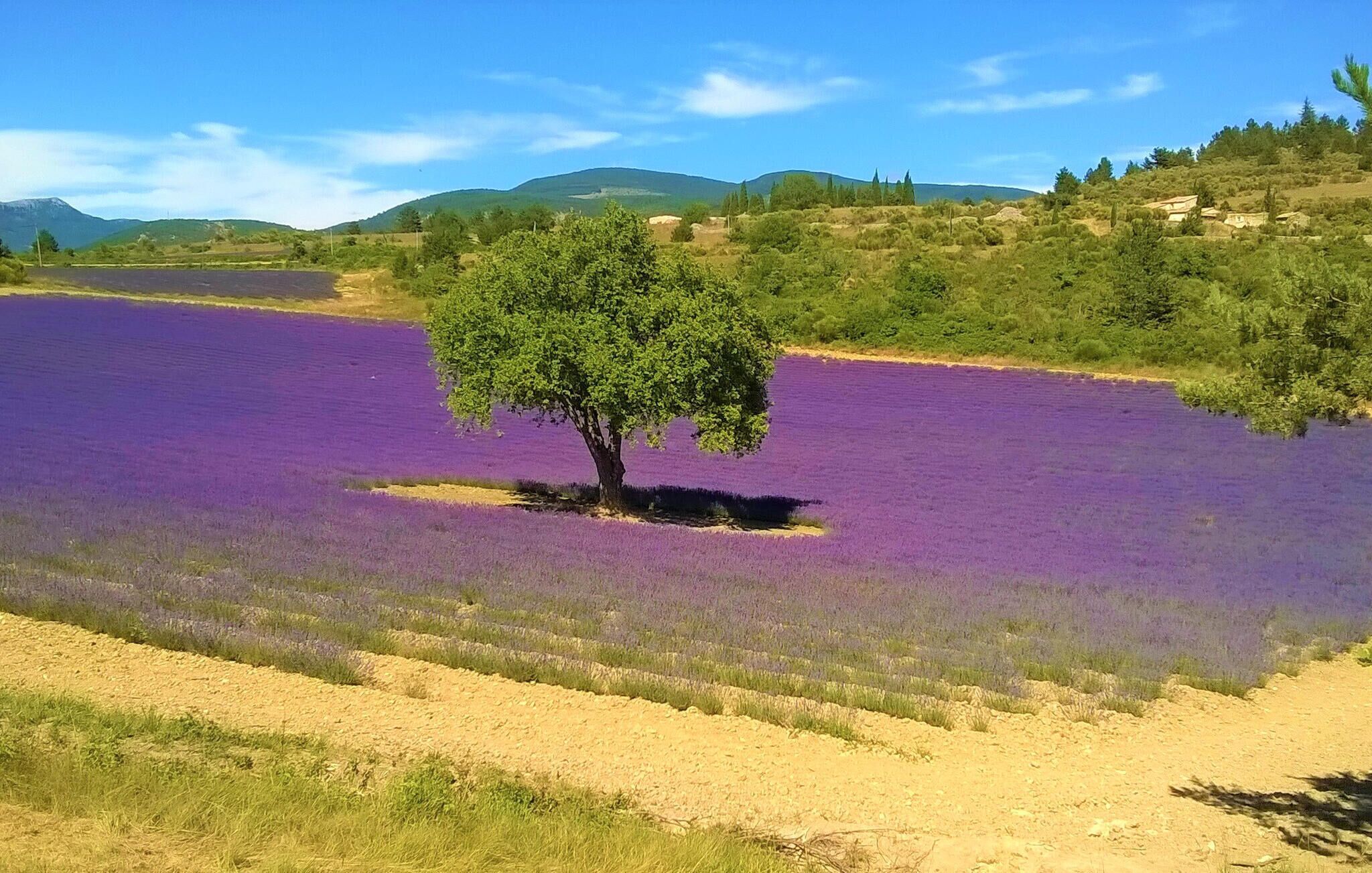 A field of purple flowers with a single tree in the center, surrounded by a hilly landscape.