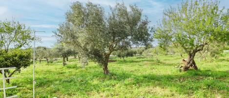 An olive grove with trees, a stone bench, and a metal fence.