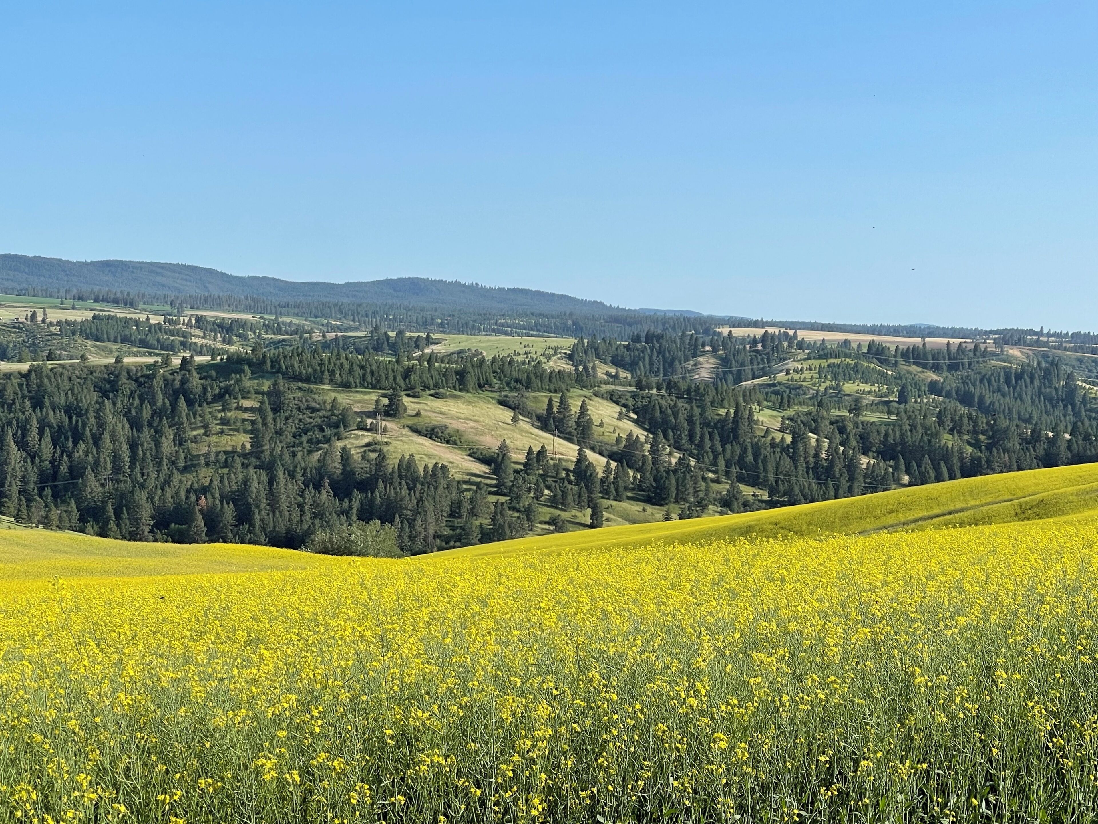 A vast field of yellow flowers under a clear blue sky.