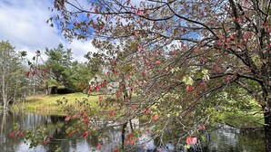 A serene lakeside scene with trees reflecting on the water, a grassy area, and a clear sky. - Fabulous 2-bedroom cottage in Wurtsboro (Wurtsboro)