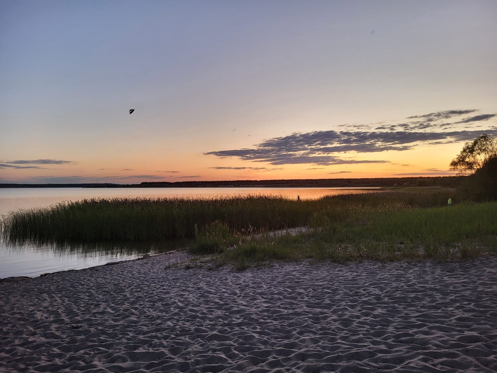 A beach with sand and water, a tree line, and a sunset.