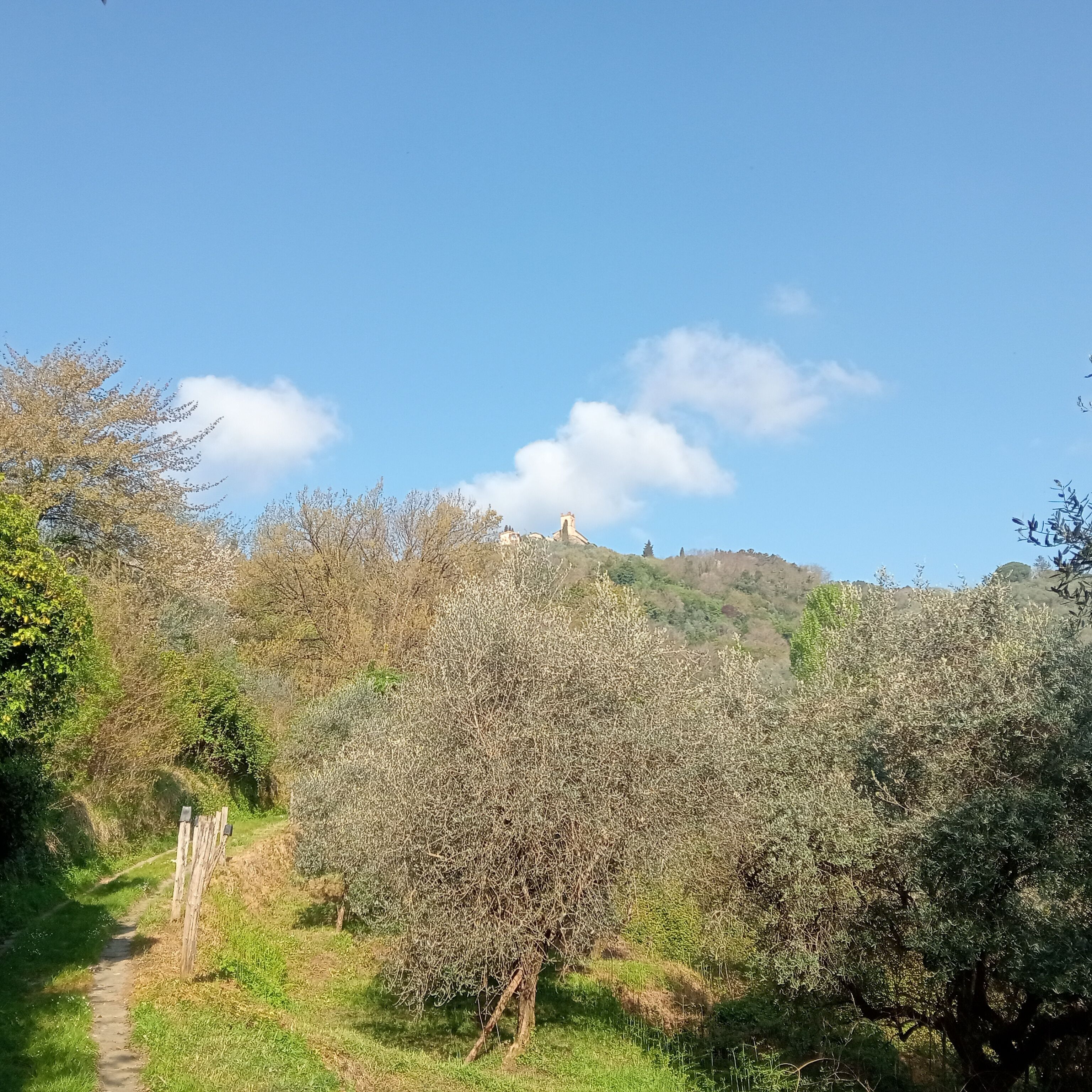 A pathway leading through a natural landscape with trees and a hill in the background.