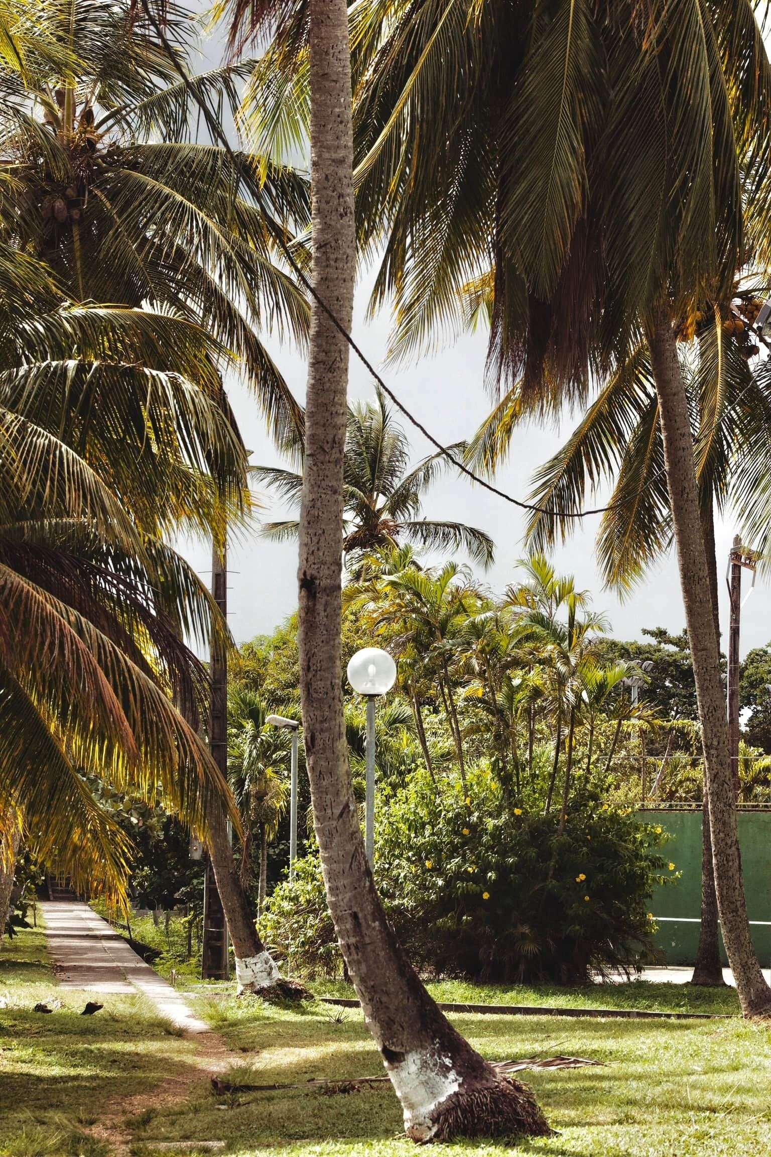 A pathway lined with palm trees and a street lamp.