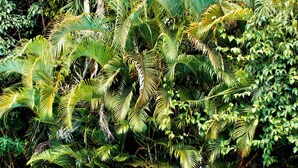 A pool surrounded by lush tropical foliage. - Ti Cosy Gosier Swimming pool & beach (Le Gosier)